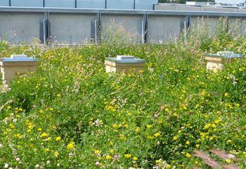 ruches abeilles jardin d'entreprise