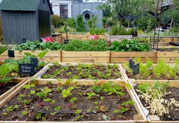 potager d'entreprise collaboratif