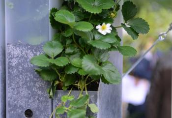 bureau fraisier nature