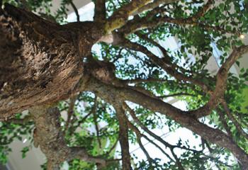 Arbre naturel stabilisé interieur