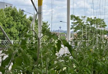 Groof agriculture urbaine