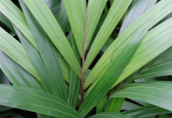 ARACEAE  Howea forsteriana