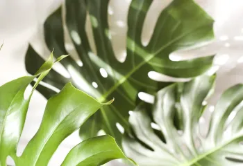 monstera
