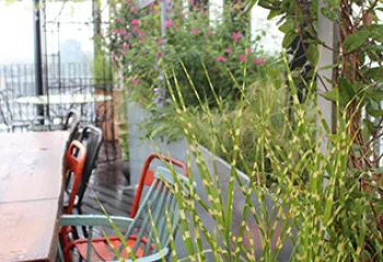 novotel terrasse végétalisée