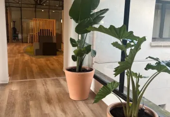 plantes et bacs