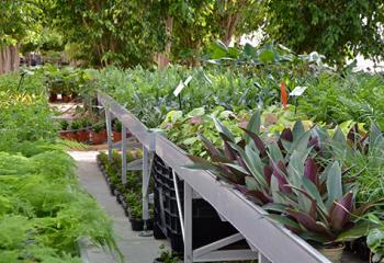 plantes vertes produites en ile-de-france