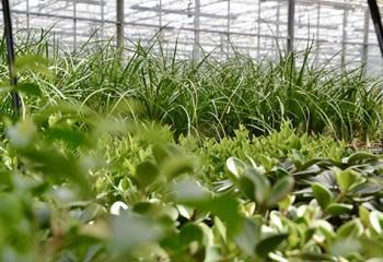 plantes vertes produites en ile-de-france