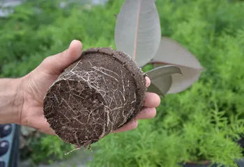 plantes vertes produites en ile-de-france