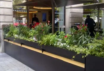 plantes terrasses