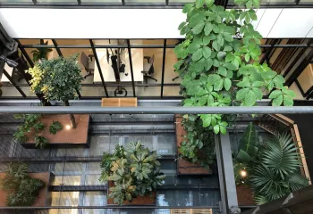 végétalisation interieur