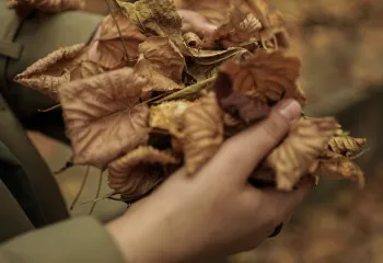 Feuilles mortes : une ressource pour le jardinier