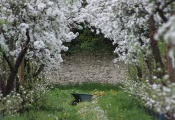 Cerisiers en fleurs