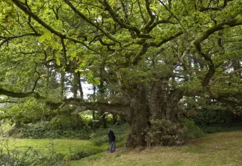 Arbre remarquable : chêne de tronjoly