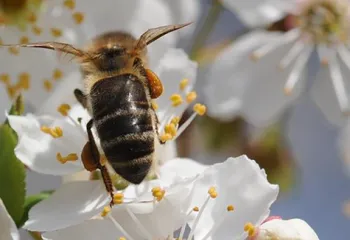 abeilles pollen printemps fleurs rucher