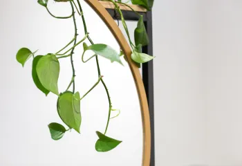 bouture pothos