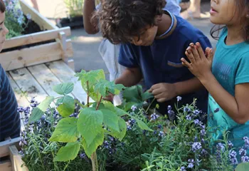 potager école