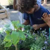 École plantes potager pantin