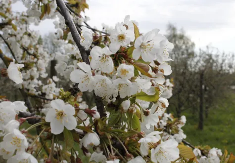 Fleur de printemps
