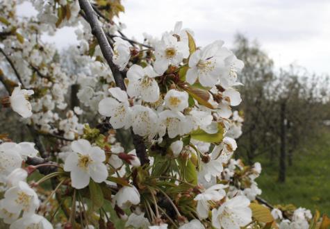 Fleur de printemps