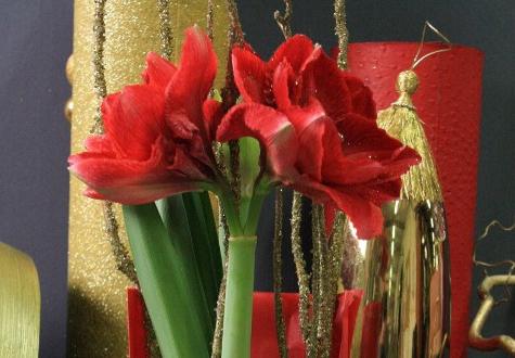 Amaryllis