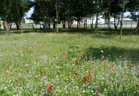 prairie biodiversité en ville