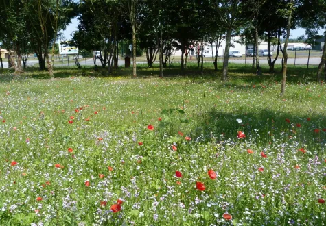 Prairie mellifère semée pour favoriser la biodiversité en entreprise