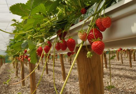 Production de fraises de la Ferme de Gally