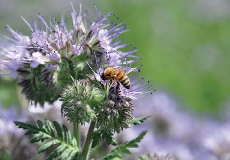 abeille qui butine une fleur