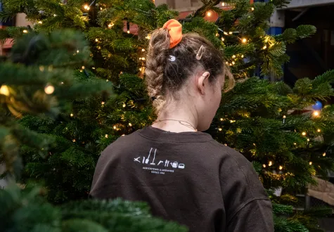 sapins de noël des jardins de gally