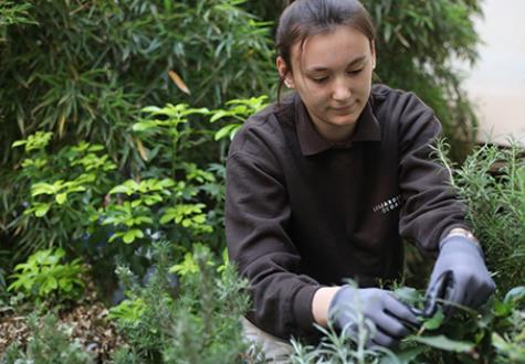 Entretien de plantes vertes