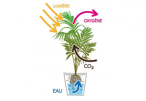 La photosynthèse