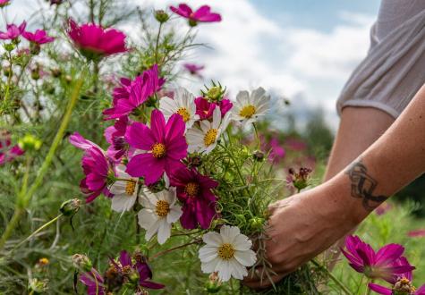 fleurs locales cultivées en région parisienne