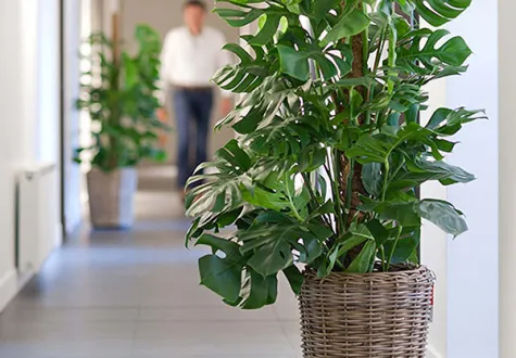 Plante en pot paysage d'intérieur