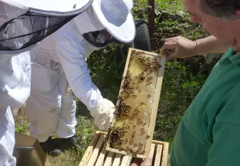 ruches en entreprise des Jardins de Gally