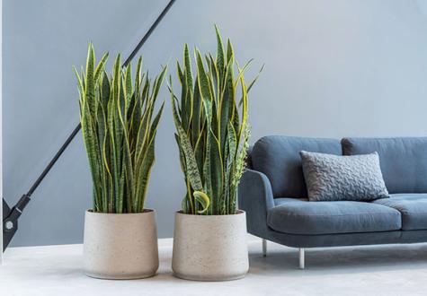 plantes d'intérieur au bureau