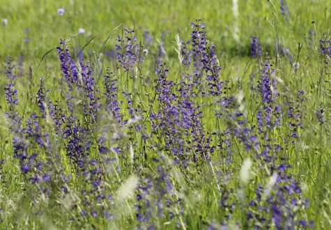 Fauche tardive des prairies : un geste simple pour plus de biodiversité