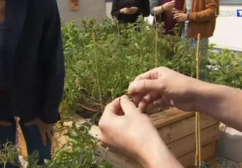 Nos ateliers potagers en image