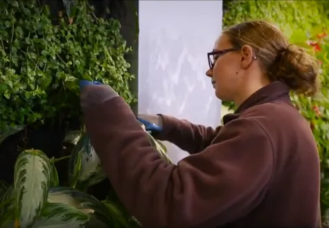 Entretien de plantes d'intérieur en entreprise