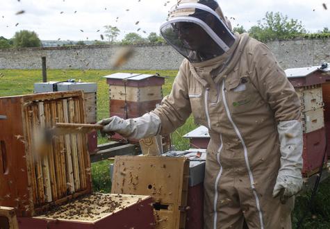 Organiser un atelier ruche en entreprise