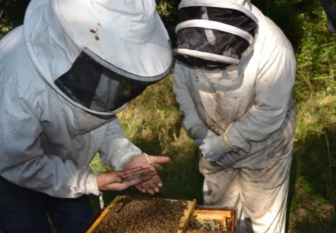 Apiculteurs des ruchers en entreprises des Jardins de Gally