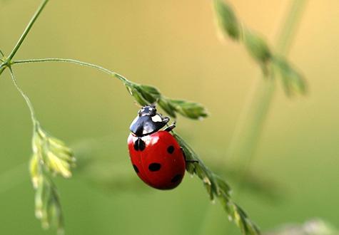 Biodiversité coccinelle