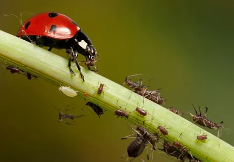 coccinelle