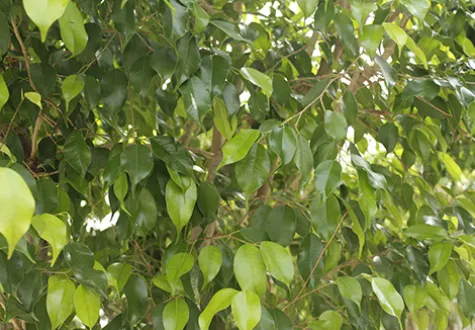 ficus made in france