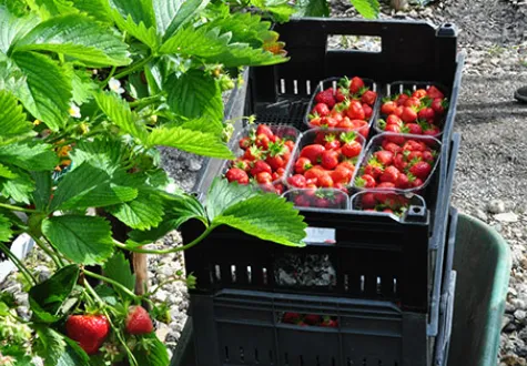 Fraisiers de la ferme de Gally produits dans les Yvelines