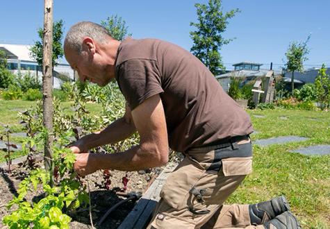 entretien d'un jardin et d'un espace vert d'entreprise dans la région de Nantes