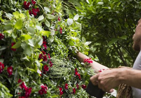 Entretien d'un mur végétal en intérieur par les Jardins de Gally