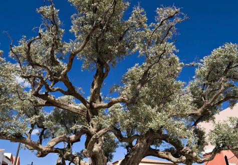 Mairesse Les Jardins de Gally