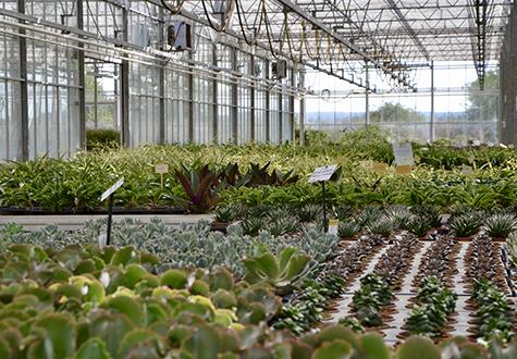 production de plantes