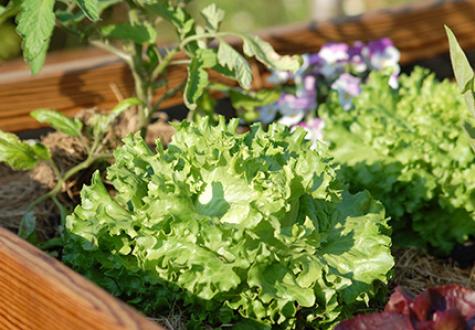 potager urbain salade